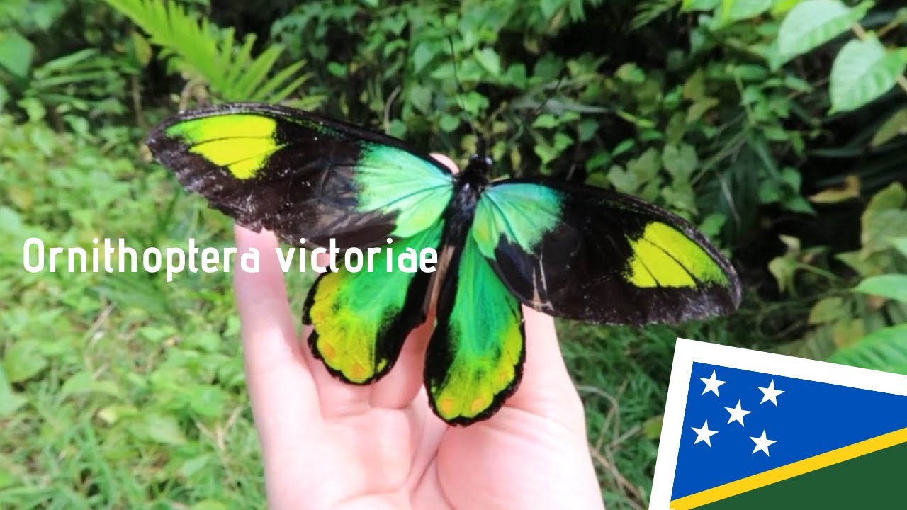 Solomon Islands🇸🇧】Ornithoptera victoriae ビクトリア