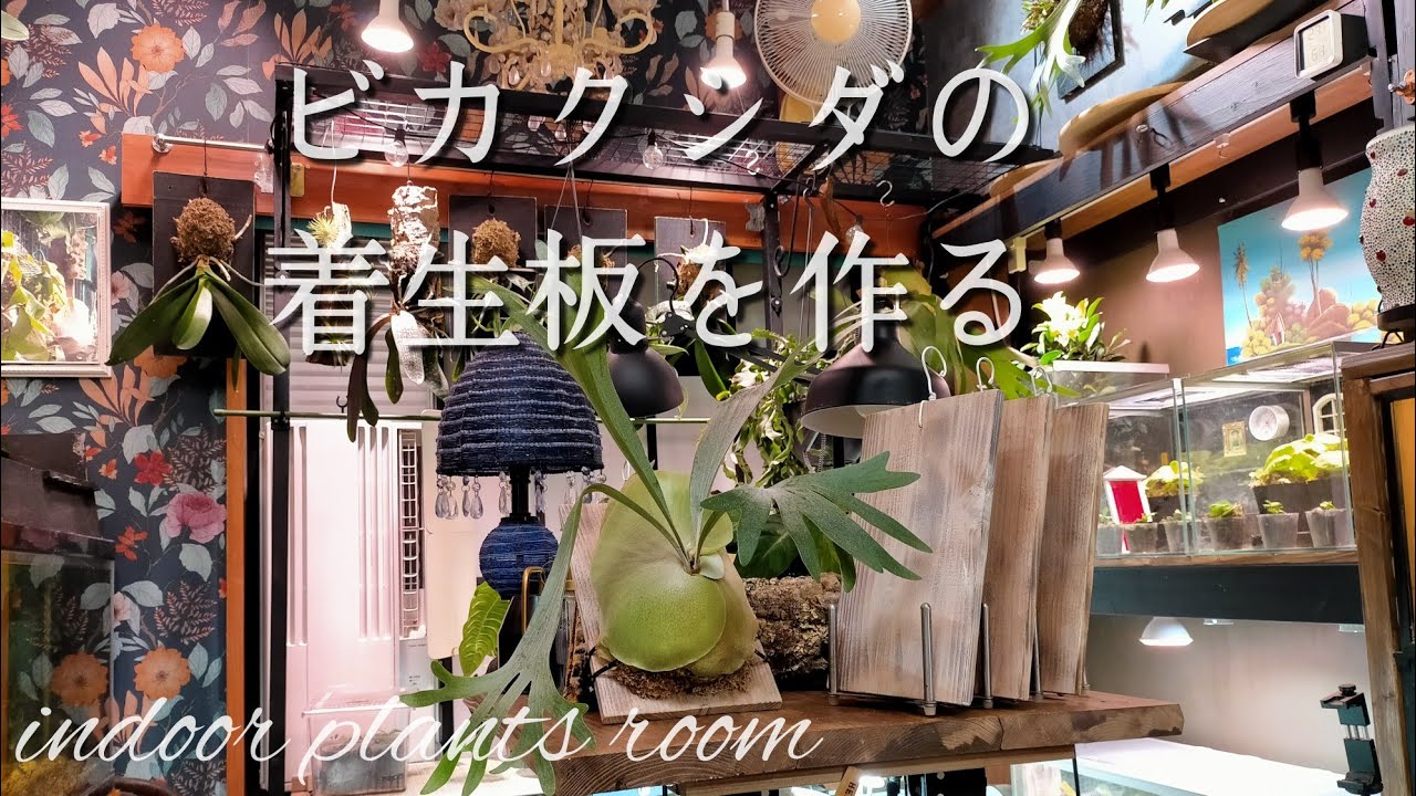 ビカクシダ】100円以下で出来る定番着生板 - YouTube