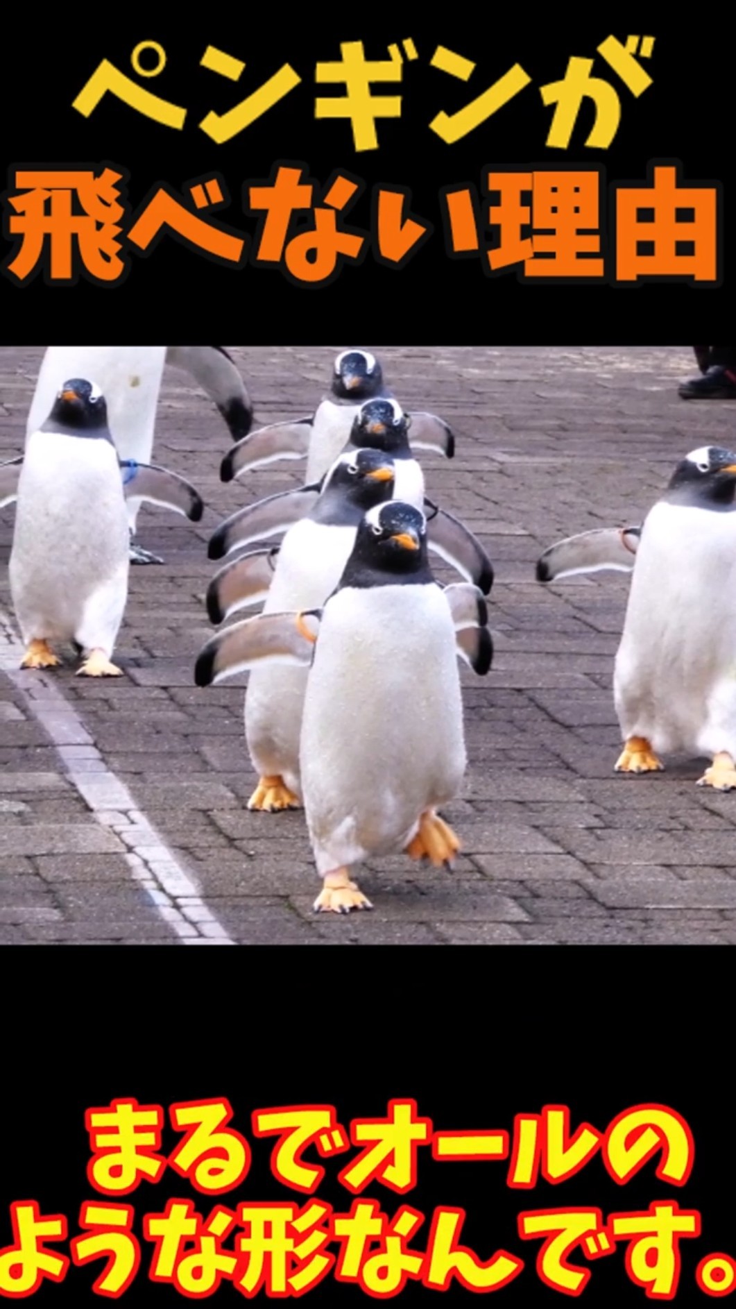 Slow explanation] Why penguins can't fly - YouTube