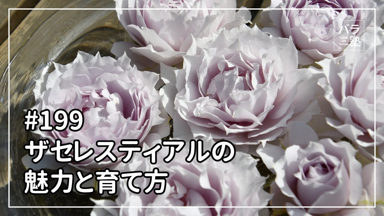 バラ苗【中苗】ザセレスティアル 国産苗 6号鉢植え品［農林水産省 品種