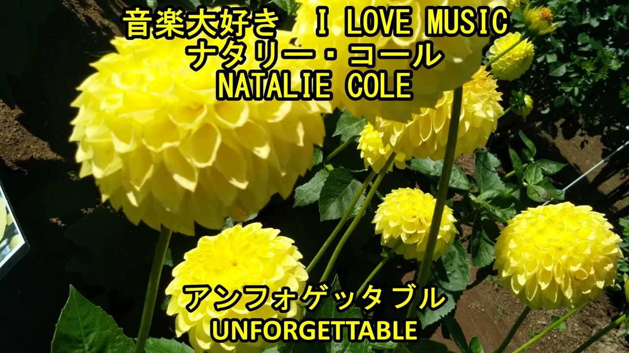 音楽大好き ナタリー・コール / アンフォゲッタブル I LOVE MUSIC