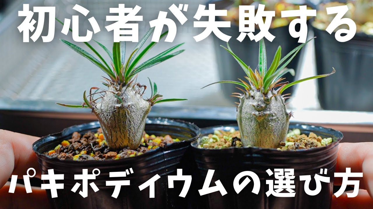 グラキリス 実生16 5株セット グラキリス 実生 5株セット ②G | HANDS