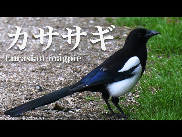 垣間見る自然 CHK foil 日本語 垣間見る自然 CHK foil 日本語 Glimpse