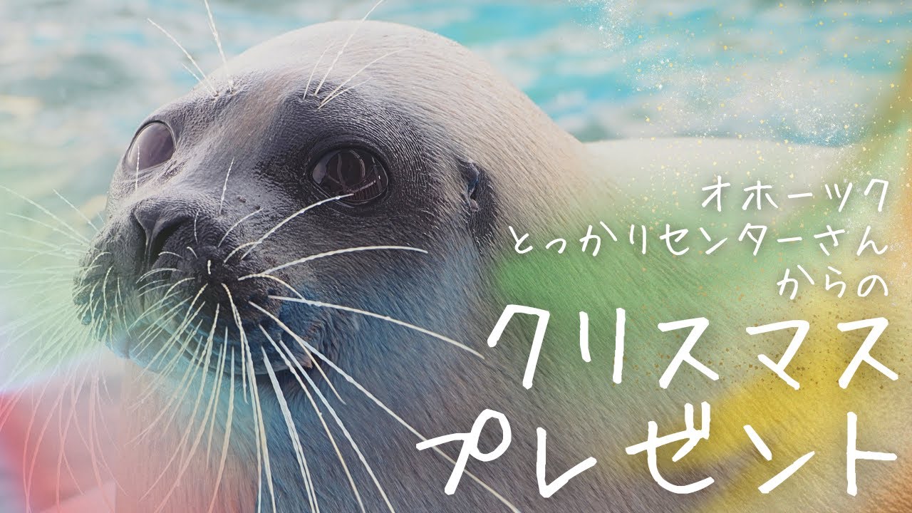 Live Stream! Christmas Present Part 3 from Okhotsk Tokkari Center