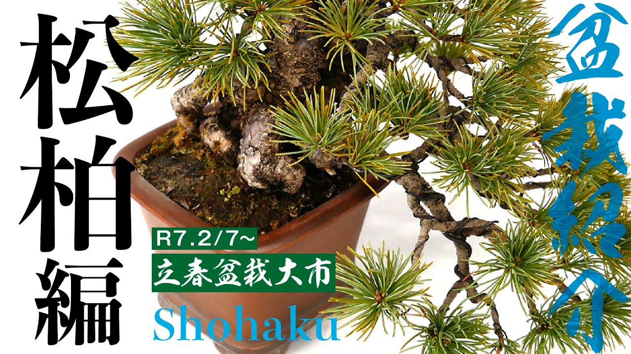 北盆/商品紹介】松古園 立春盆栽大市にも出品予定の松柏をご紹介 - YouTube