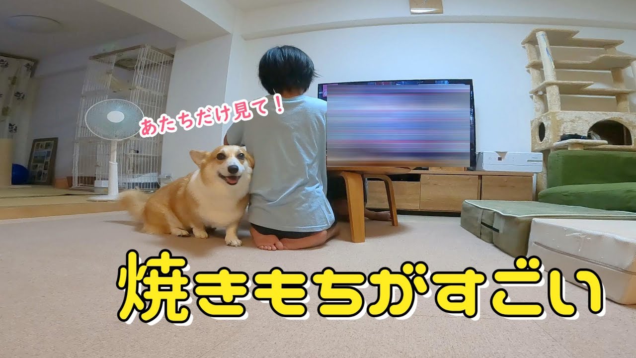 お友達が猫をかわいがるのが許せないコーギー - YouTube