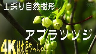 山採り自然樹形 アブラツツジ 花 2023 - YouTube