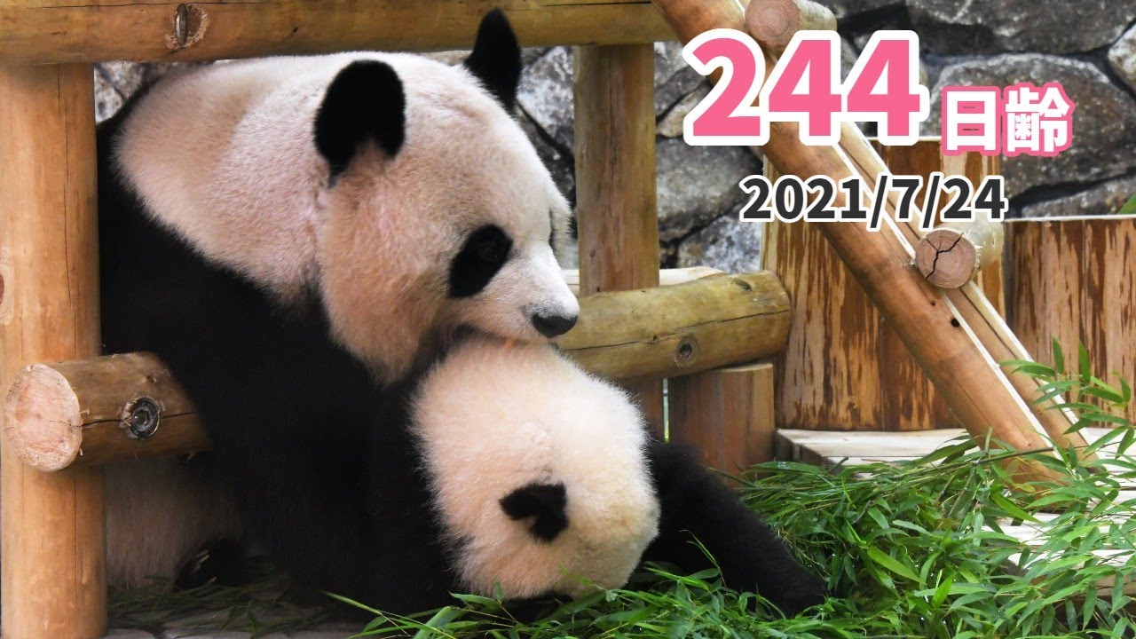 パンダの赤ちゃん（楓浜）】良浜の