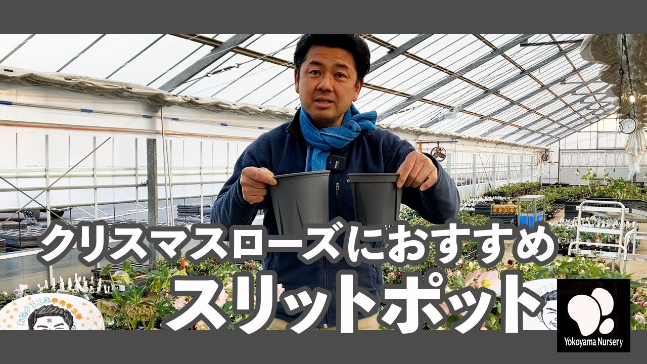 Perfect for planting Christmas roses! About slit pots ◇Yokoyama