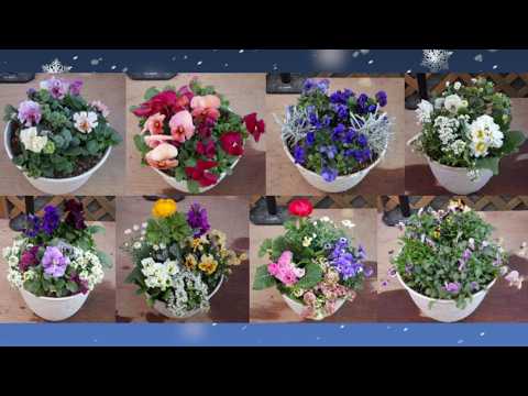 A No. 7 planter featuring Luxe Frill, Cutie Apricot, Hanakoshi