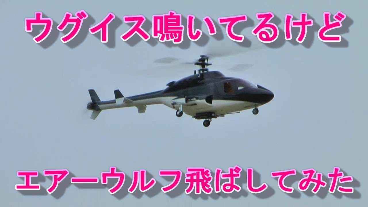 ラジコンヘリ ウグイスが鳴いているけどエアーウルフ飛ばしてみた