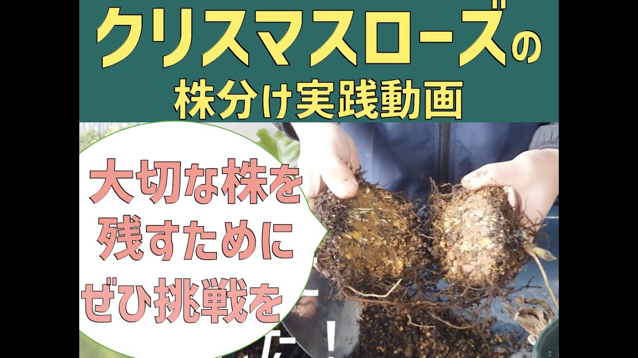 クリスマスローズ】株分け実践動画 - YouTube