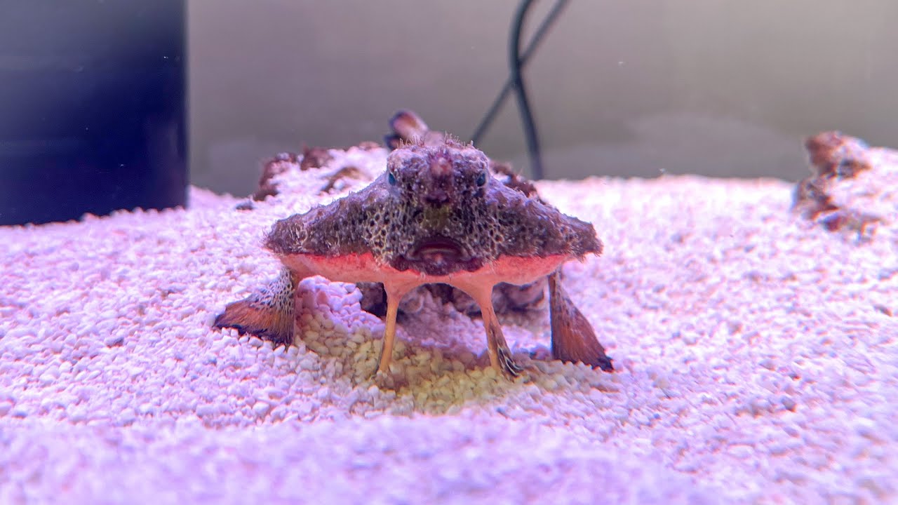 歩く魚】バットフィッシュのお散歩 - YouTube