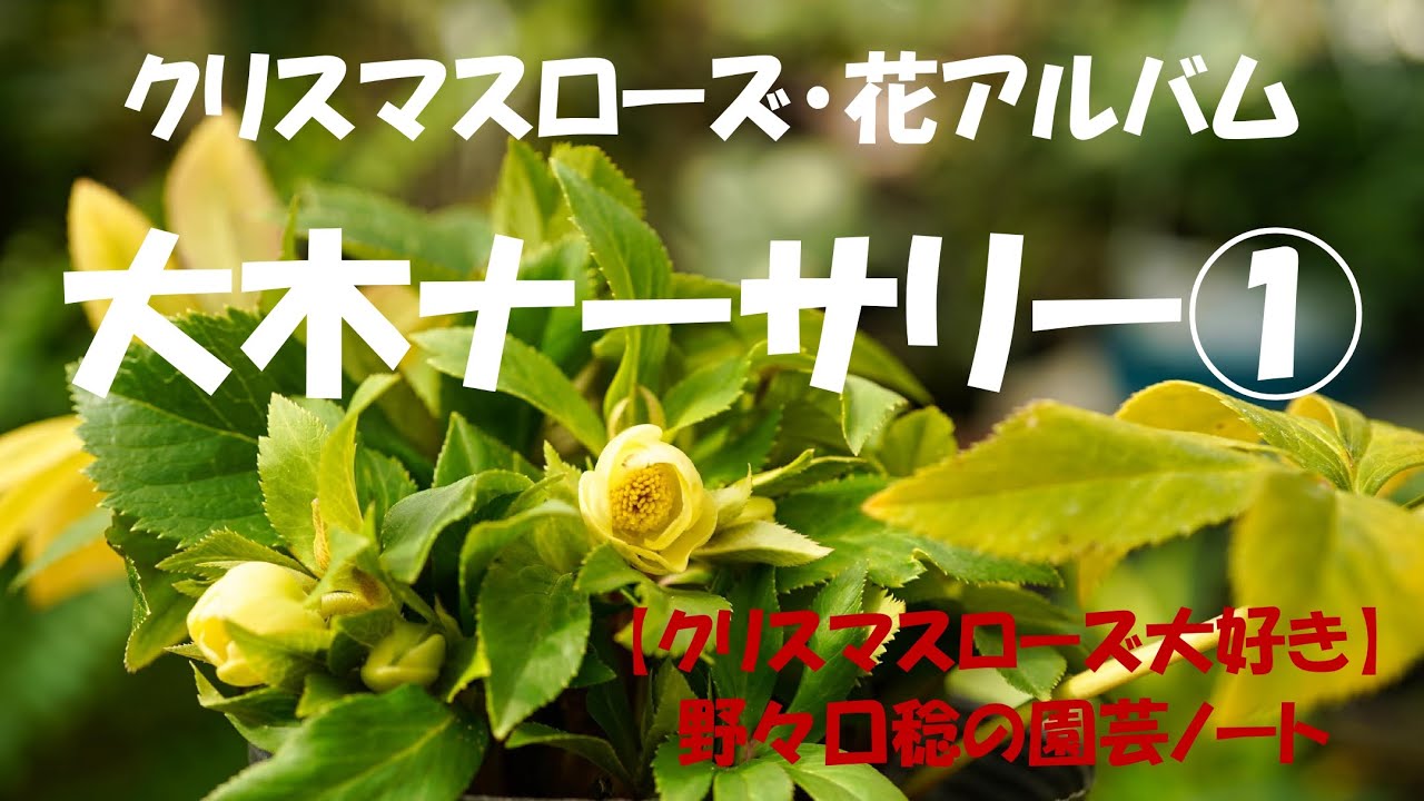 花アルバム 大木ナーサリー① - YouTube