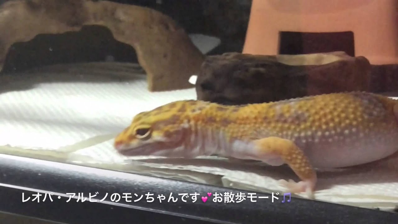 グラステラリウム3030で快適ライフのモンちゃん@レオパ（ヒョウモン