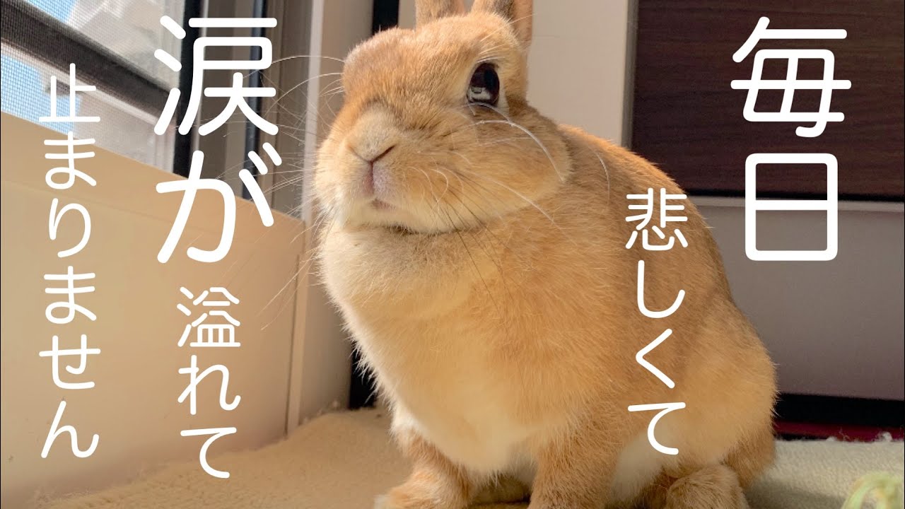 皆さまに悲しいお知らせをしなければなりません No.1588 - YouTube