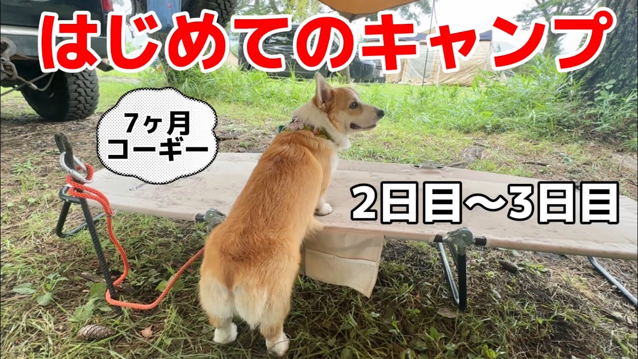 連泊キャンプで、雨☔️の次の日泥土をここ掘れワンワン状態で掘るご