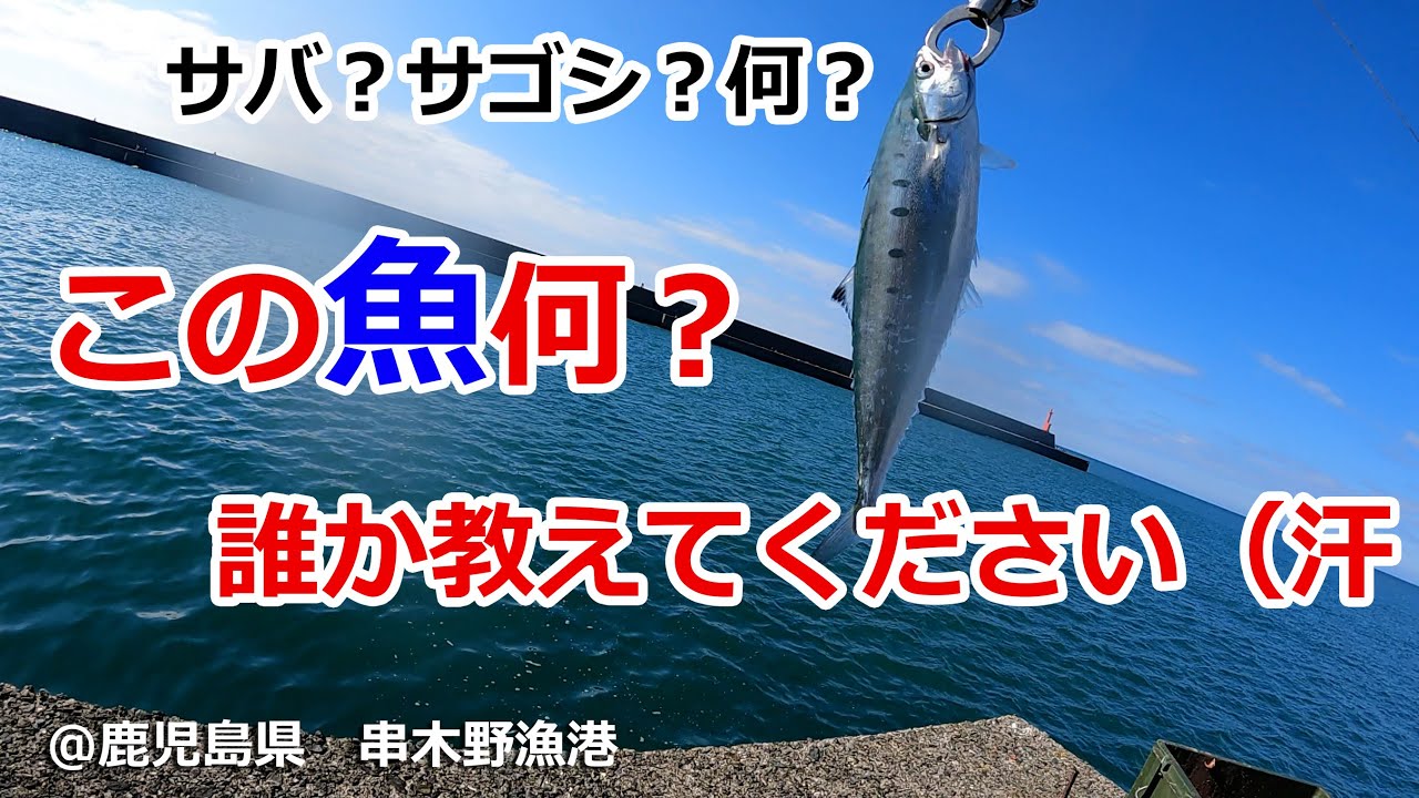 Early November 2024, Kushikino Fishing Port, Kagoshima Prefecture