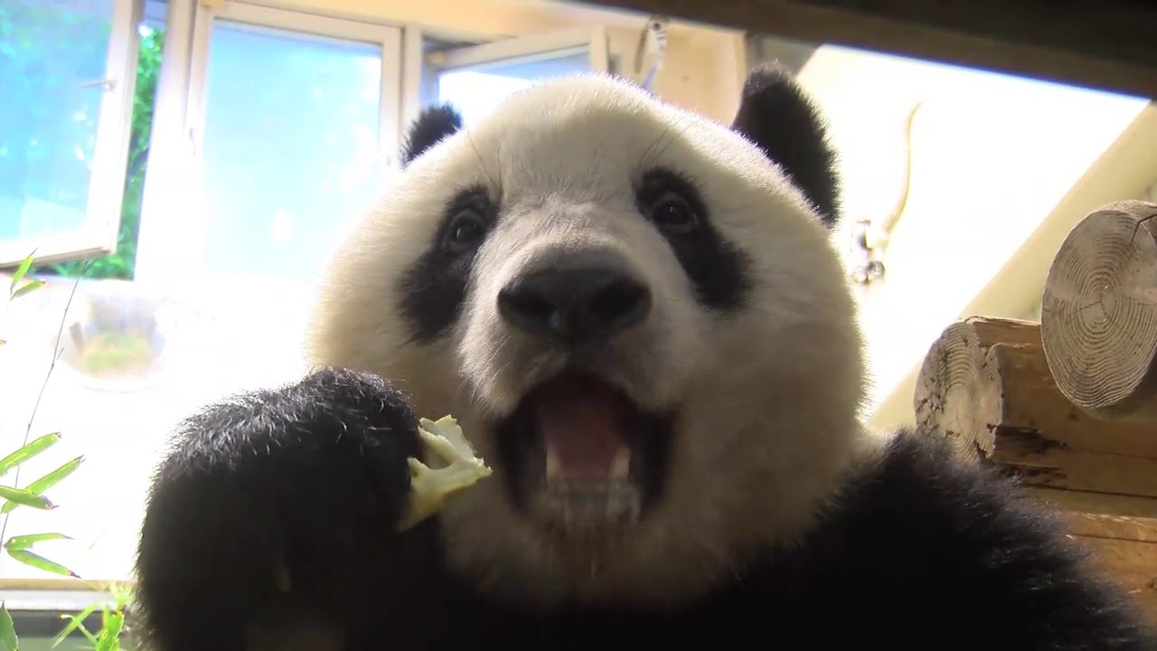 シャンシャン694日齢 2019年5月7日撮影 - YouTube