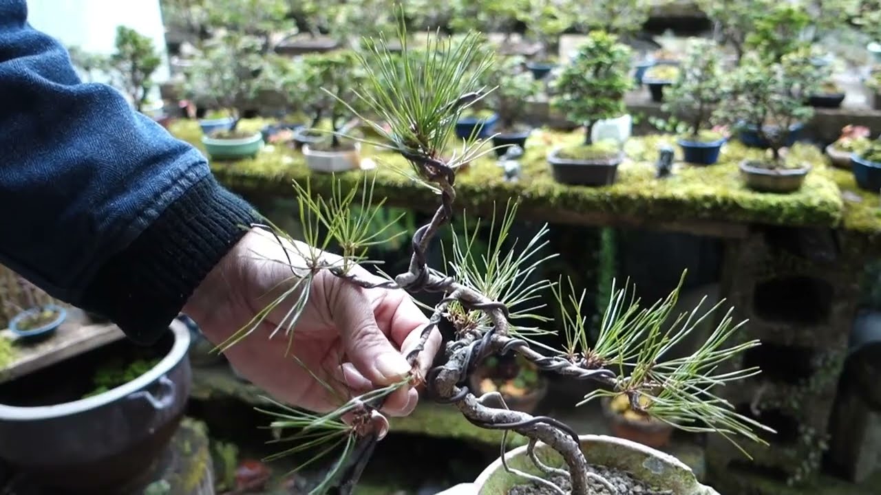 持山から採取して3年ほどの赤松【 樹形作り 】♯386 - YouTube