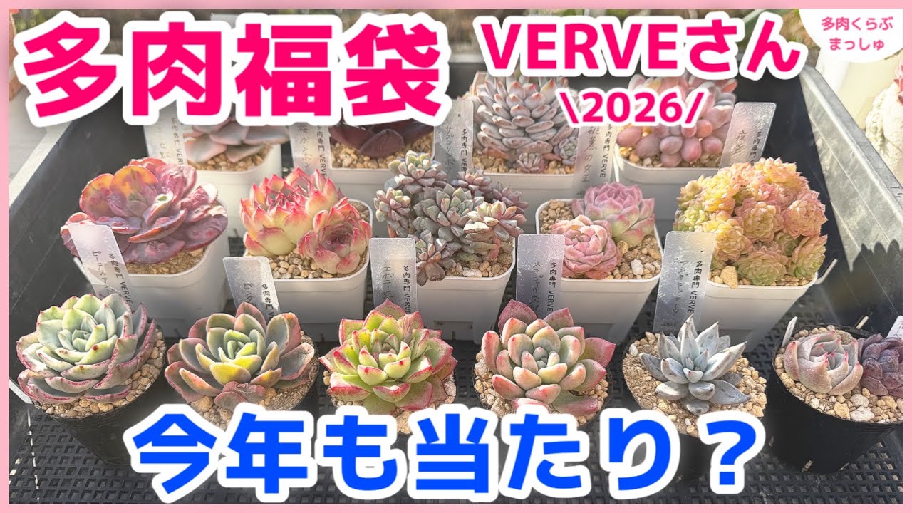 Succulent Lucky Bag] Is this year's lucky bag a hit? I buy it