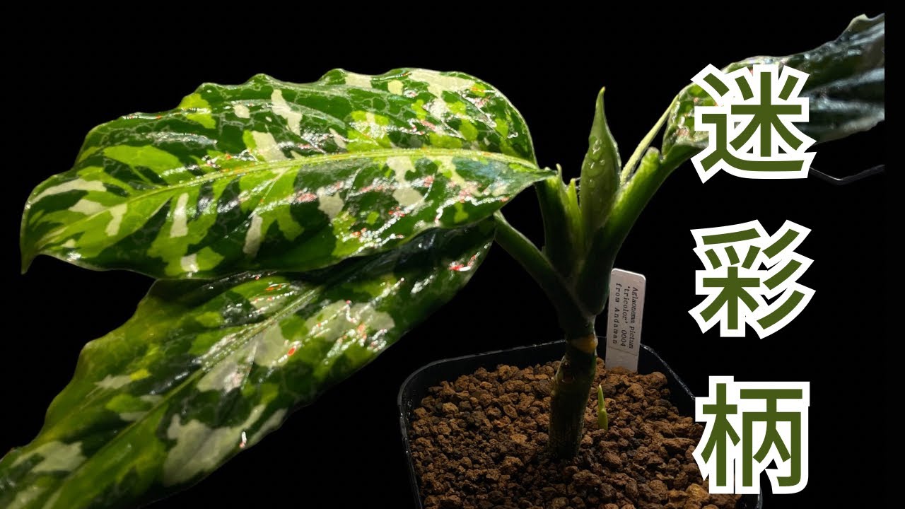Camouflage Plants] Introducing Aglaonema! [Andaman Laplace