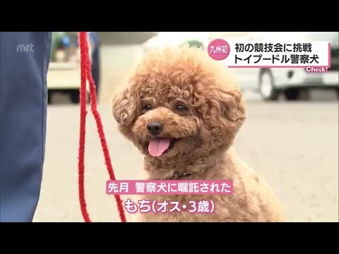 Mochi-kun, the toy poodle, is a police dog. His first ever