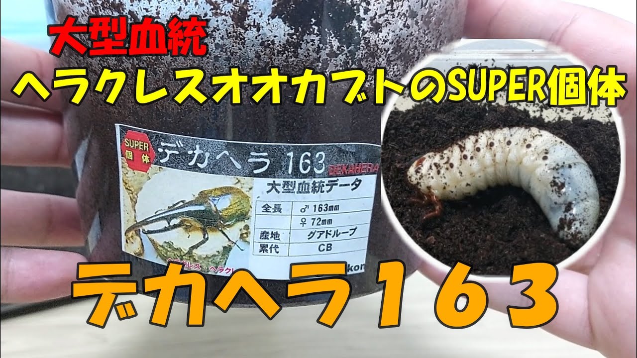 大型血統】ヘラクレスオオカブトのSUPER個体「デカヘラ163」の幼虫をお