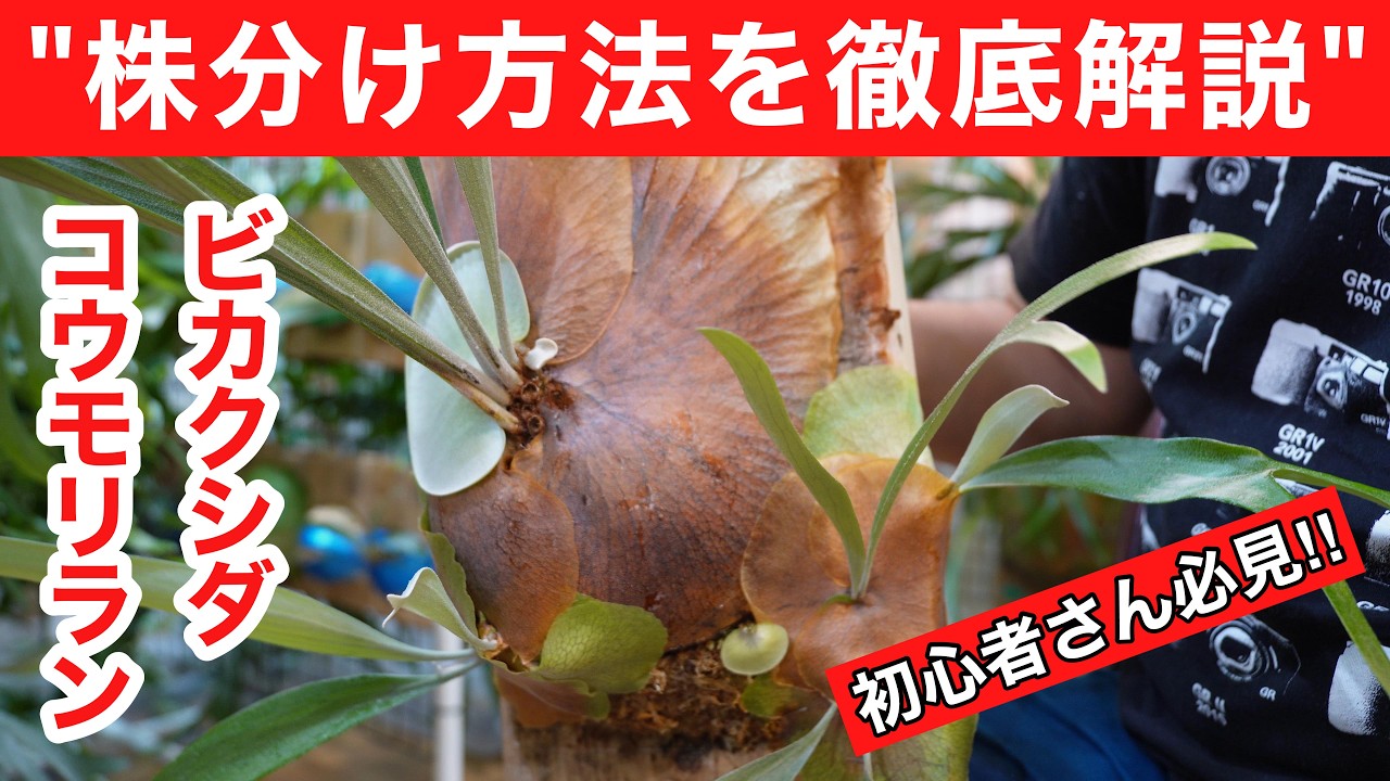 徹底解説】ビカクシダ・コウモリランの株分け方法 - YouTube