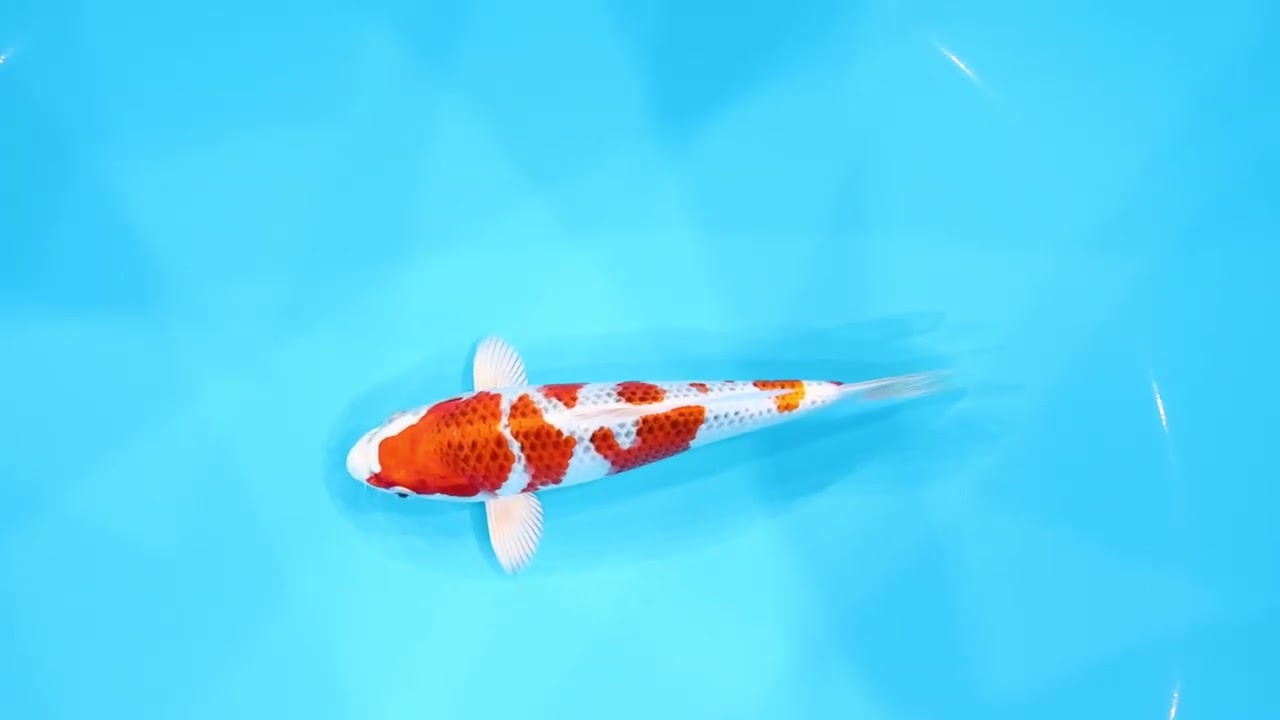 若鯉大会スペシャルオークション！】260302-065の出品鯉のご紹介