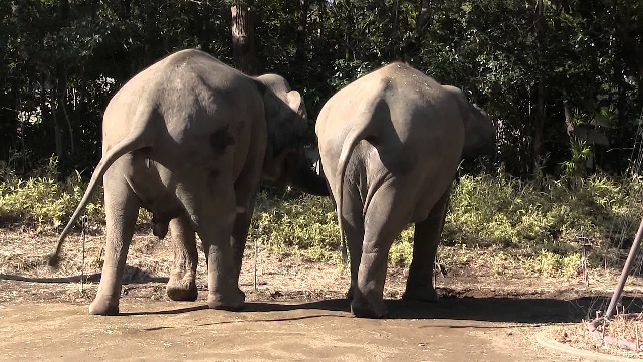 インドゾウの咆哮シーン - YouTube