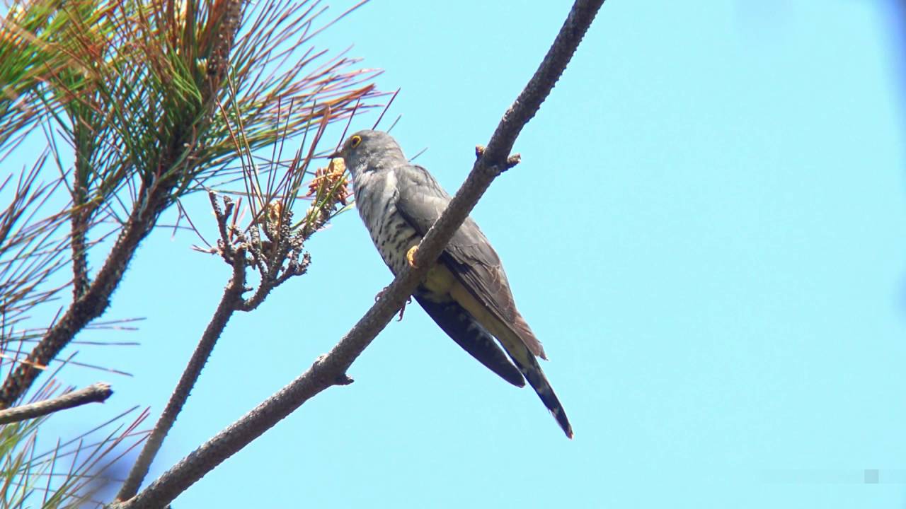 maxresdefault.jpg?sqp=-