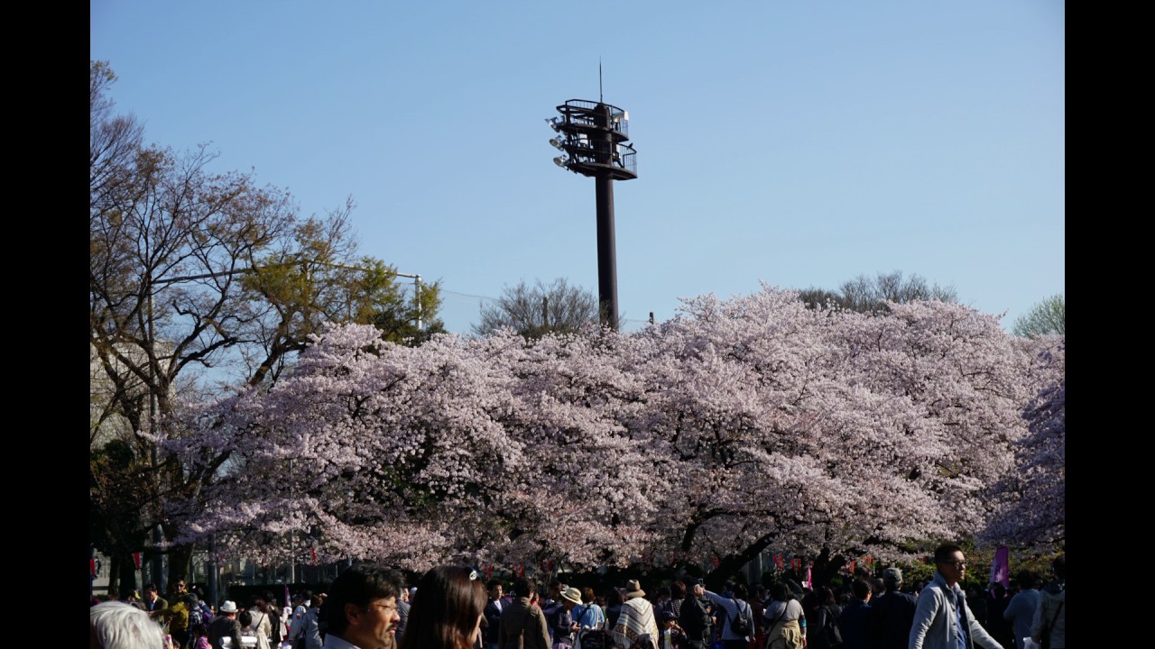 ナオト・インティライミ 桜小町 - YouTube