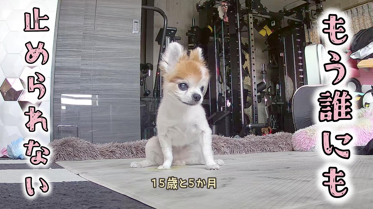 This 15 year old dog has entered a new stage and there's no