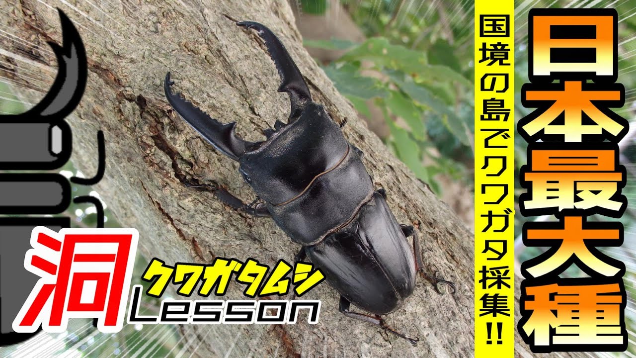 日本最大のクワガタ採集‼ツシマヒラタ80ミリオーバー【クワガタムシ