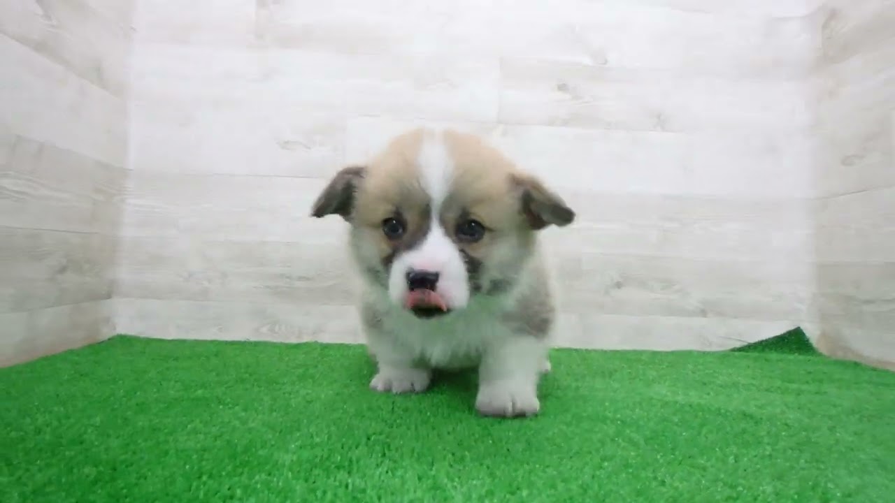 Coo&RIKU No.00748130 W・コーギー・ペンブローク - YouTube