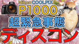 P1000がディスコン！？Nikon COOLPIX Pシリーズ復活祈願の野鳥撮影