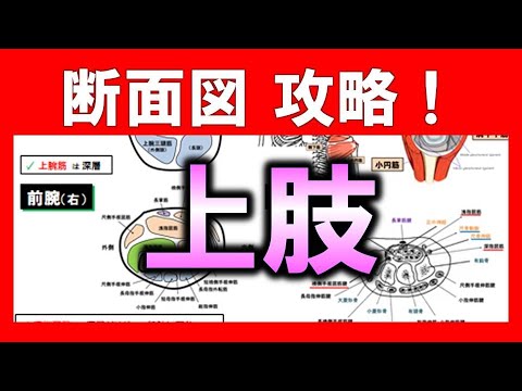 解剖生理学（筋骨格系）】断面図・上肢【理学療法士作業療法士国家試験