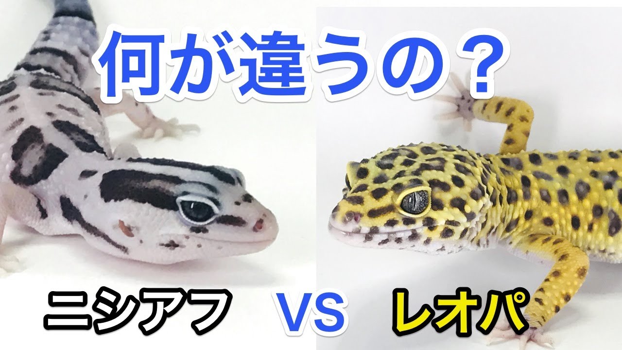 レオパとニシアフってどこが違うの？飼育方法や性格の違いを紹介 - YouTube