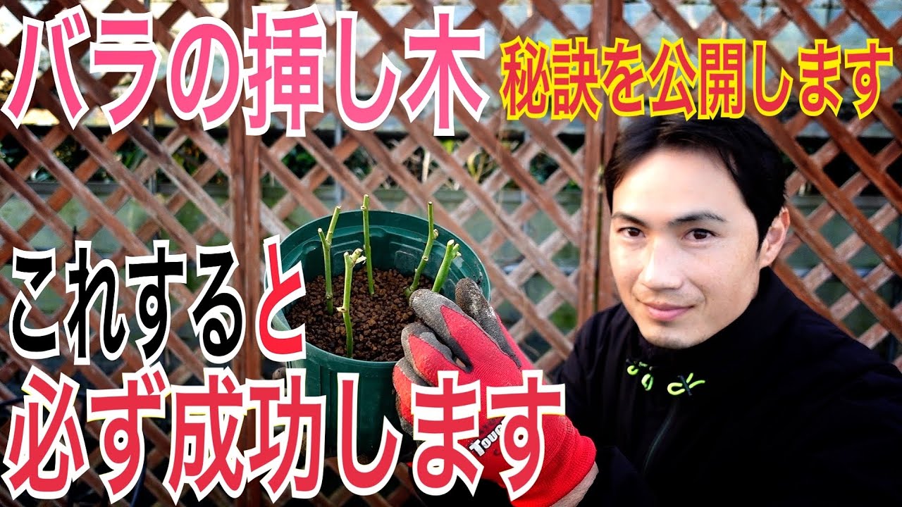 バラの増やし方】失敗しない挿木のやり方を実践で解説します