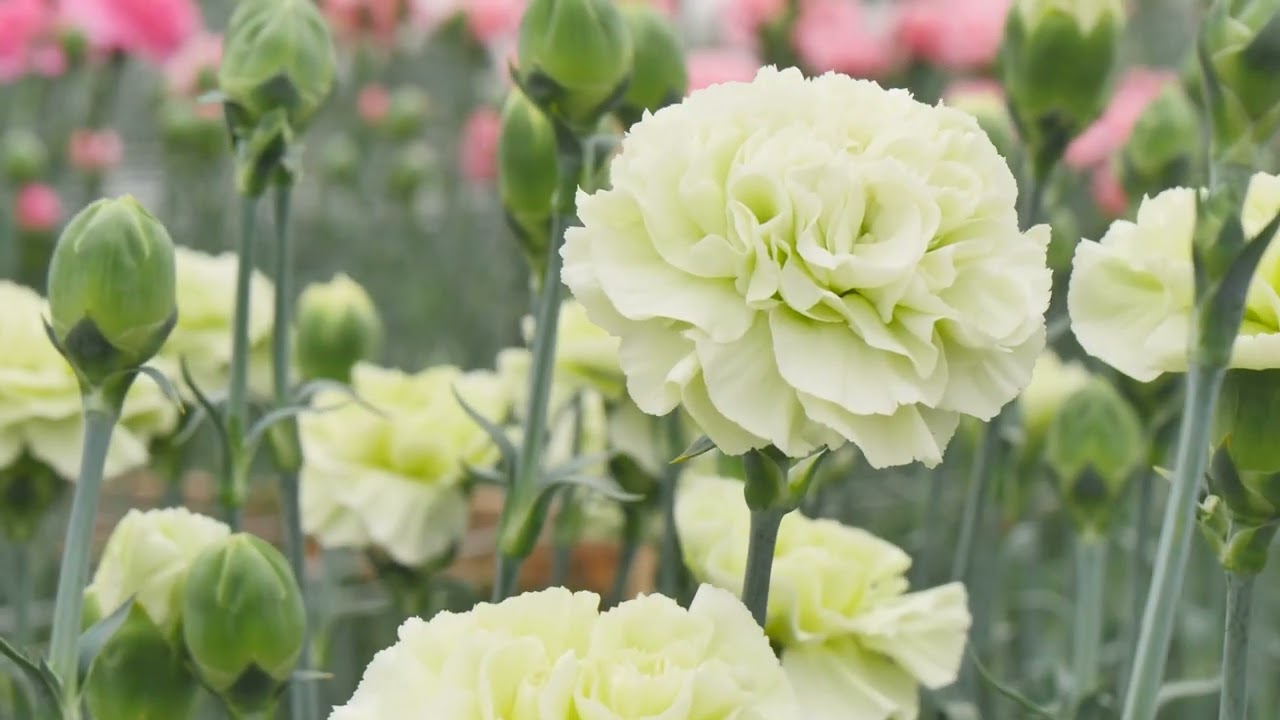 sel® レージェヴェルデ | カーネーション Cuttings | スタンダード