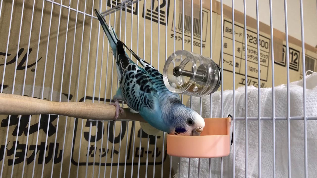 なち】フォージングスピン＋広浅バード食器mini おまとめ DearBird