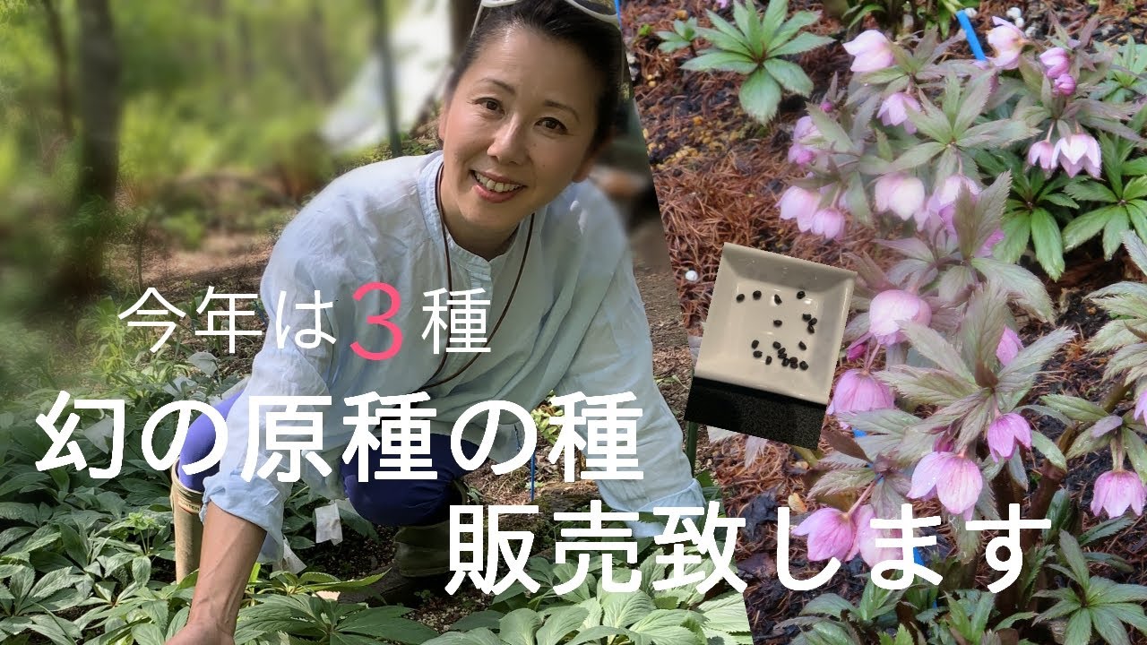 魅惑のクリスマスローズ 原種チベタヌス3種セットのご紹介 - YouTube