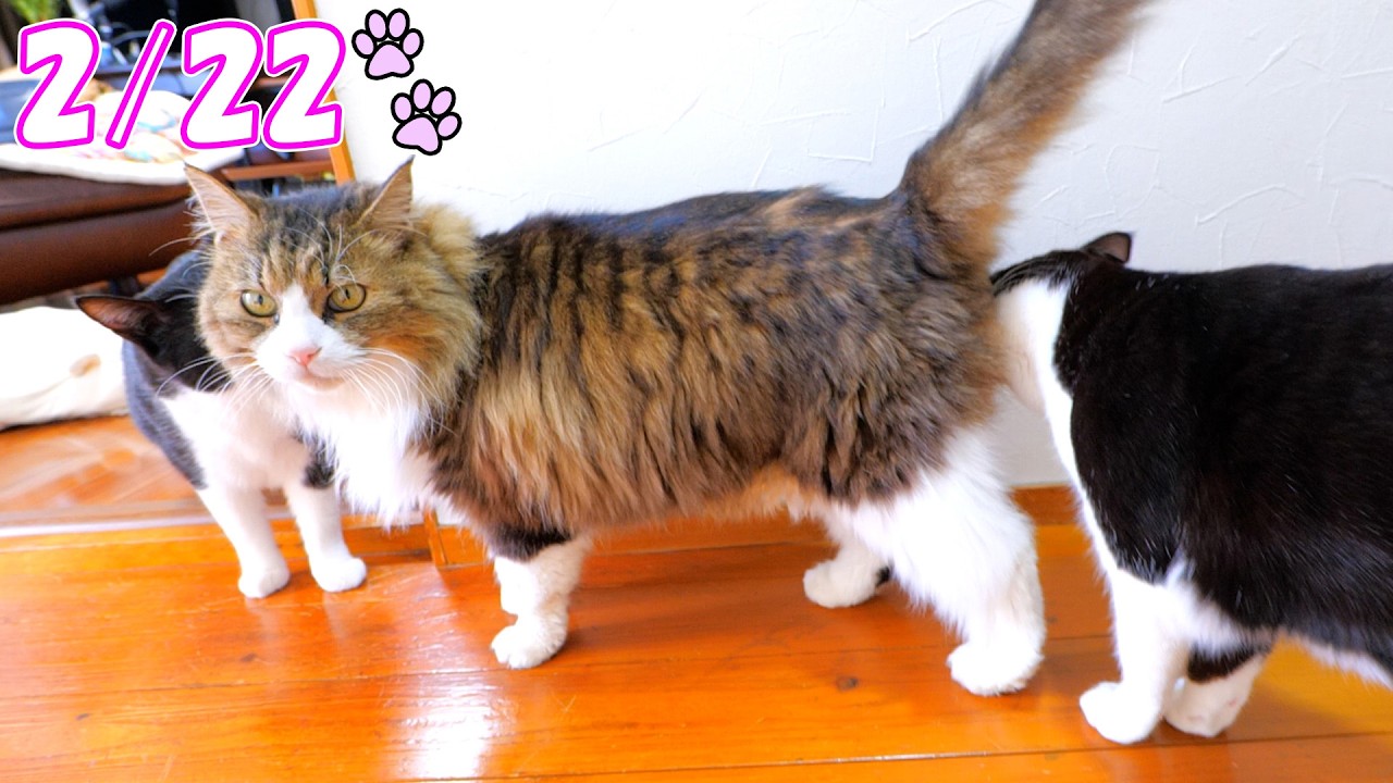 Azuki and Sakura Came Home on Cat Day, and All Our Cats Are