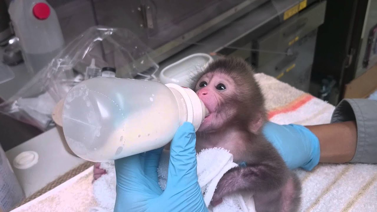 ニホンザルの赤ちゃん人工哺育記（後編）