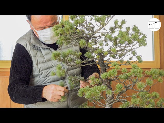 kouichi ページ 五葉松3点 mqdefault.jpg