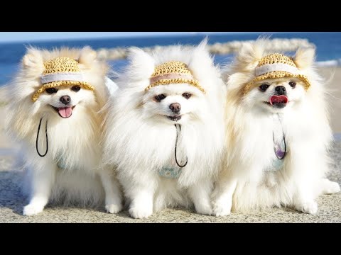 麦わら帽子を被って夏を満喫する3姉妹ポメラニアン - YouTube