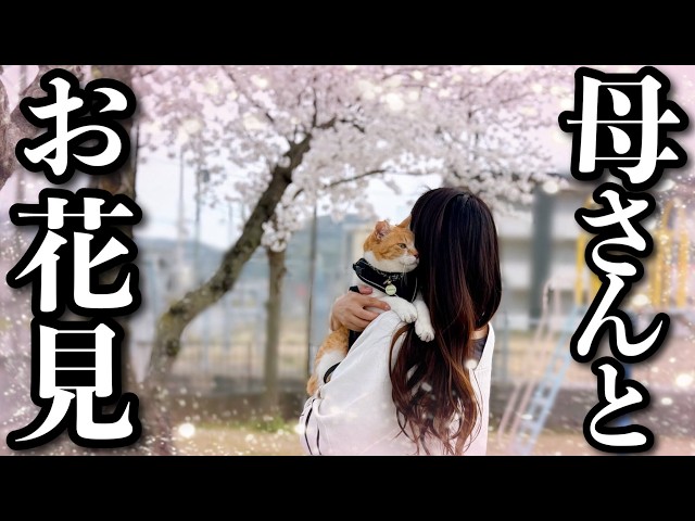 Cat went to cherry blossom viewing for the first time in 3 years