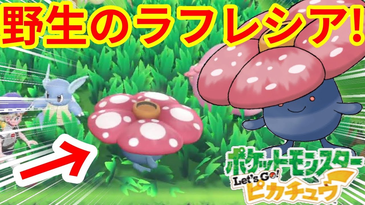 野生のラフレシア！ピカチュウ限定ポケモンだって野生で出る