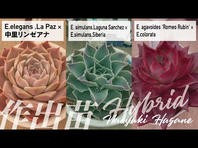 サボテン相談室 羽兼直行】中里リンゼアナ交配など 羽兼 直行作出種